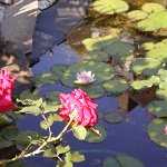 Unsere Gaststätte (6)